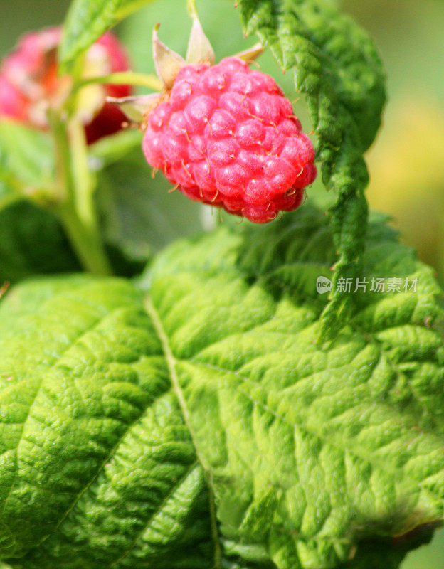 覆盆子成熟在覆盆子植物/藤，水果笼/菜园